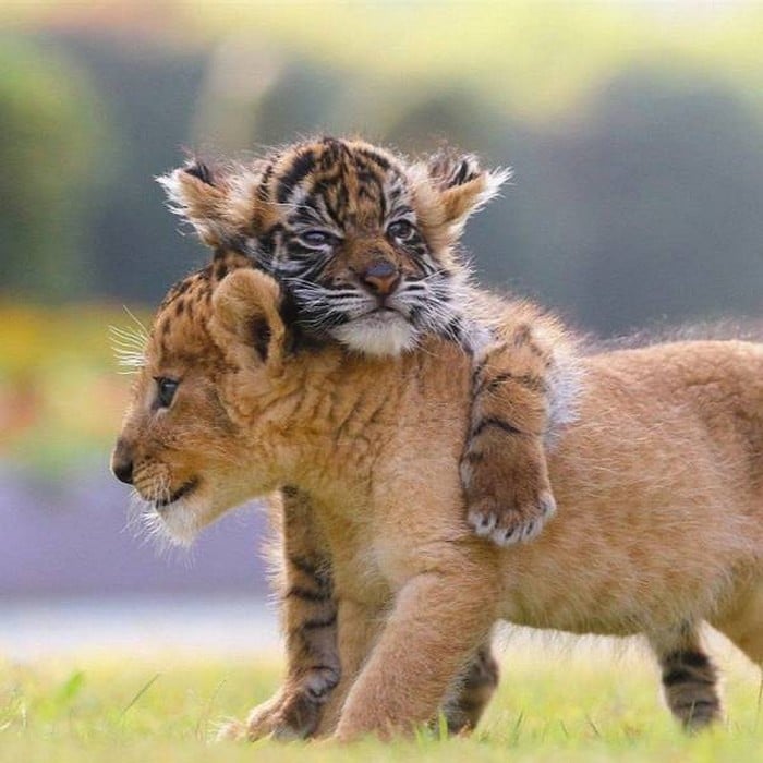 34 exemplos quando uma imagem vale mais que mil palavras 8