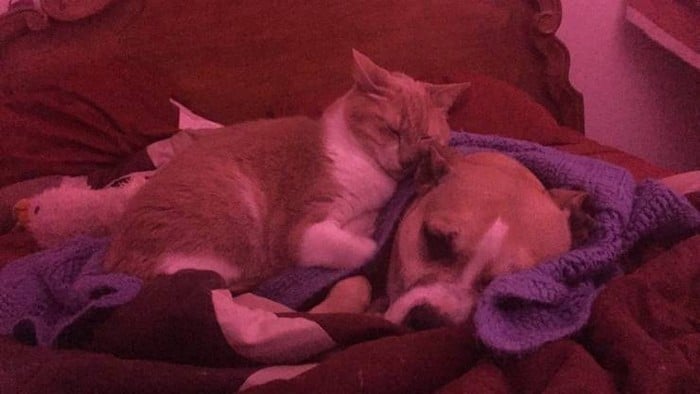 34 exemplos quando uma imagem vale mais que mil palavras 10