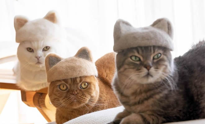 21 gatos usando chapéus feitos com seus próprios pelos