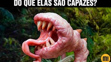 Super plantas Carnívoras existem? E do que elas são capazes? 5