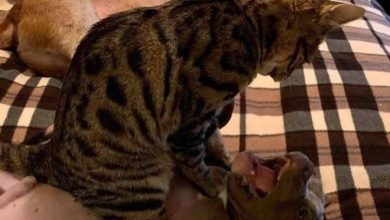 22 provam que nossos animais têm seu próprio tipo de lógica 40