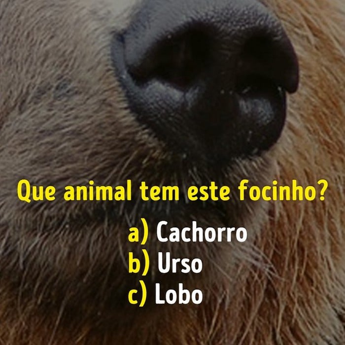 Você conhece bem os focinhos dos animais? 1