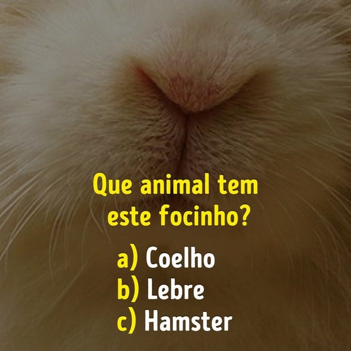 Você conhece bem os focinhos dos animais? 2