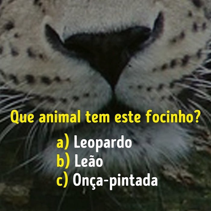 Você conhece bem os focinhos dos animais? 3