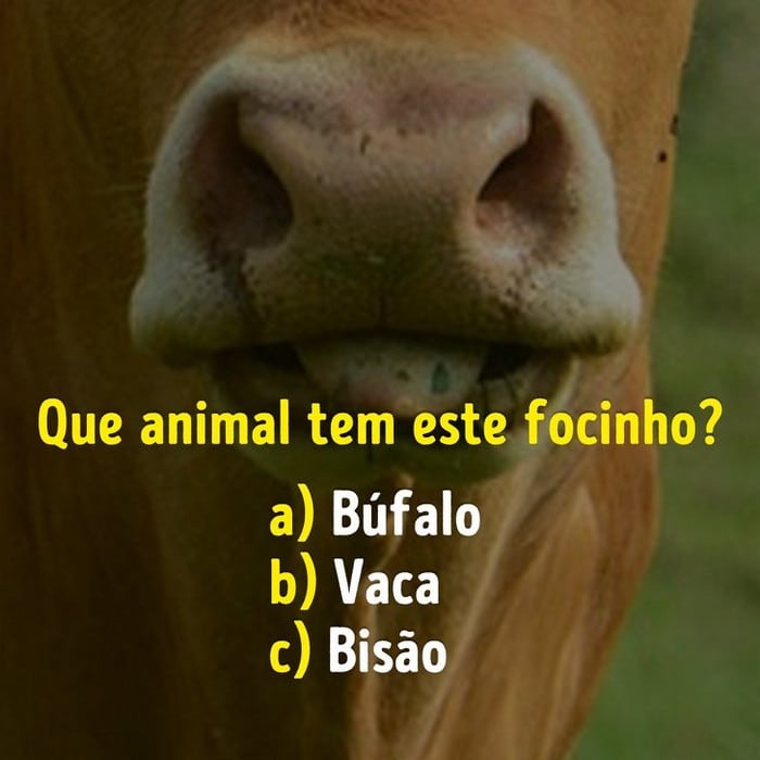 Você conhece bem os focinhos dos animais? 5