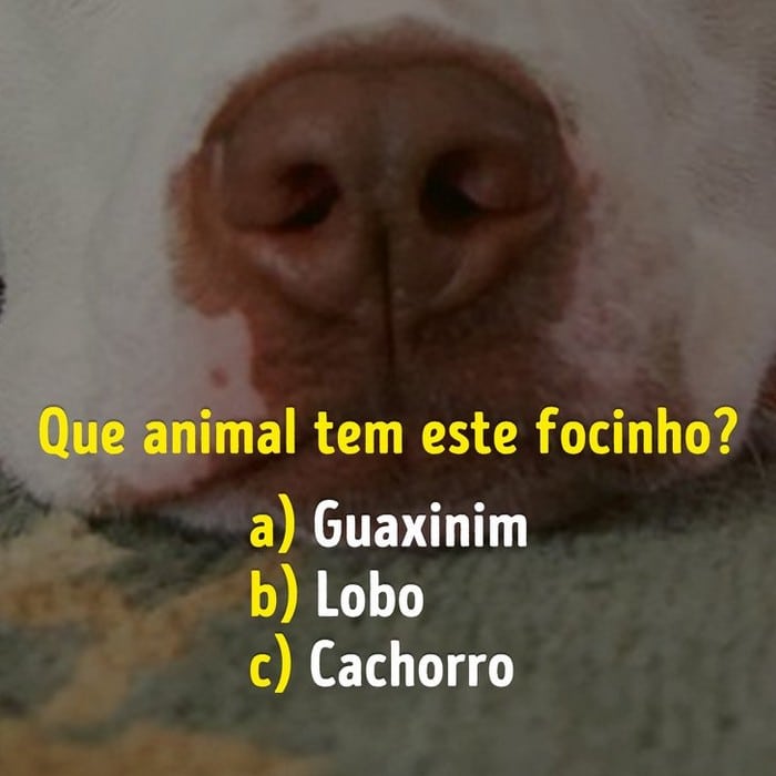 Você conhece bem os focinhos dos animais? 6