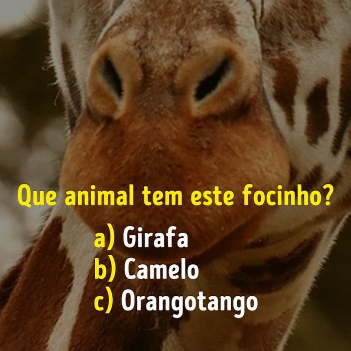 Você conhece bem os focinhos dos animais? 7