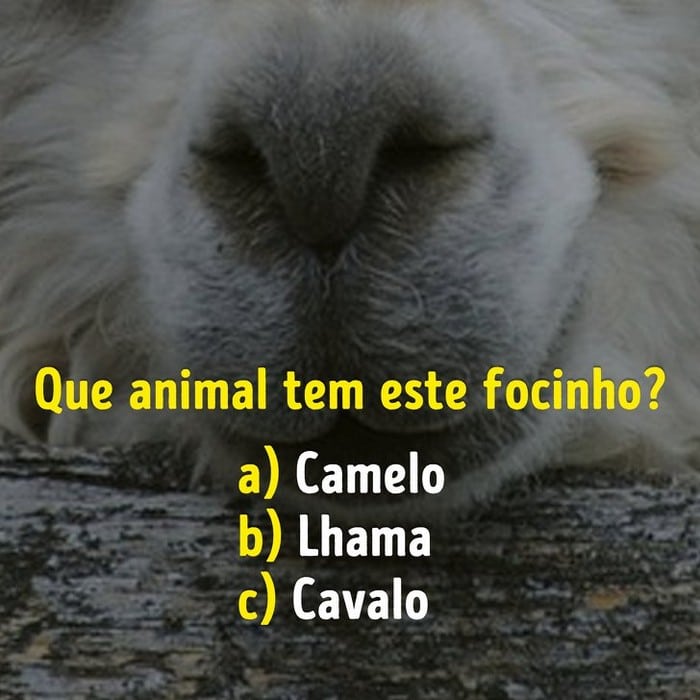 Você conhece bem os focinhos dos animais? 9