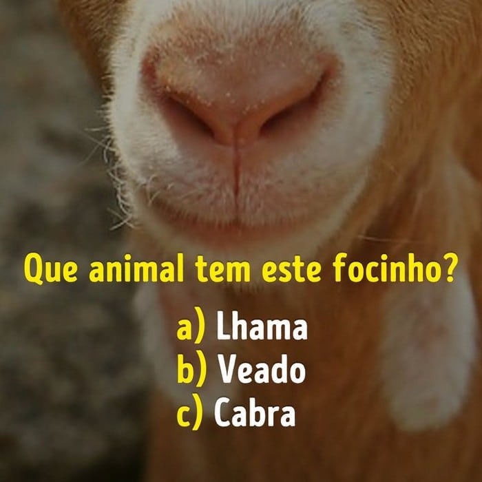 Você conhece bem os focinhos dos animais? 10