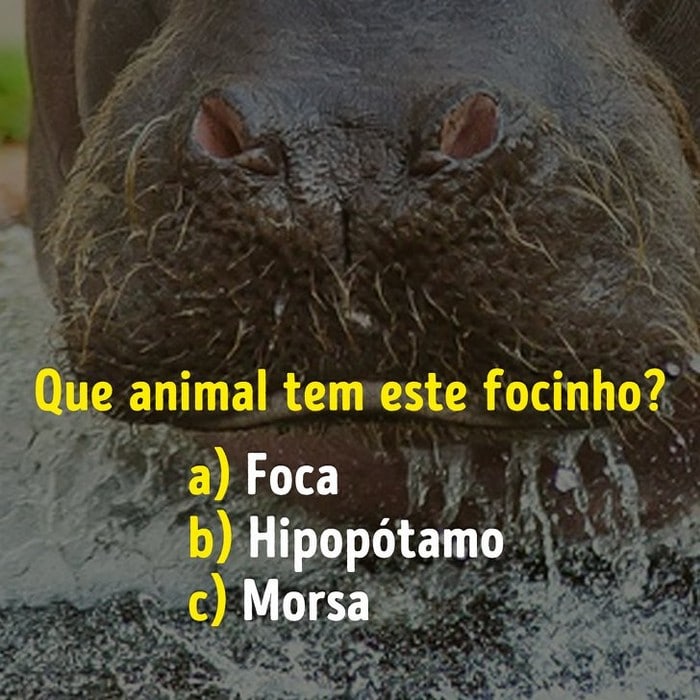 Você conhece bem os focinhos dos animais? 12