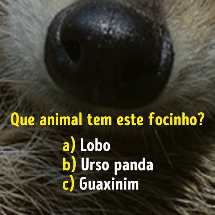 Você conhece bem os focinhos dos animais? 15
