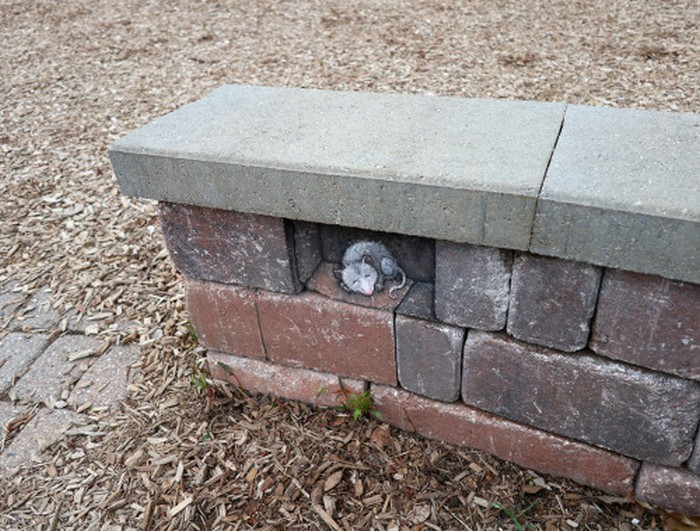 A arte do giz: A combinação perfeita feita por David Zinn (41 fotos) 18