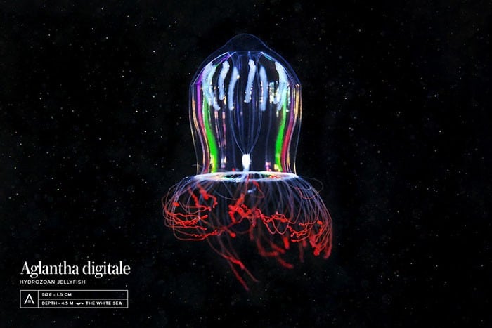 A beleza alienígena das criaturas subaquáticas em fotos de Alexander Semenov (40 fotos) 16