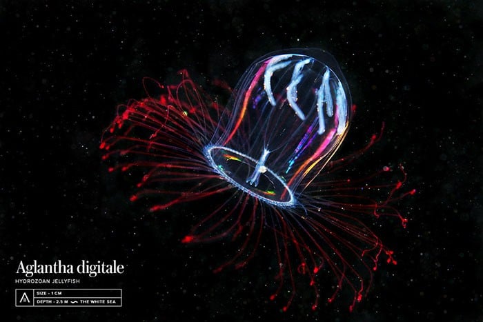 A beleza alienígena das criaturas subaquáticas em fotos de Alexander Semenov (40 fotos) 18