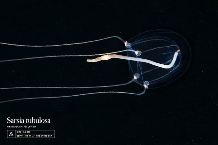 A beleza alienígena das criaturas subaquáticas em fotos de Alexander Semenov (40 fotos) 19