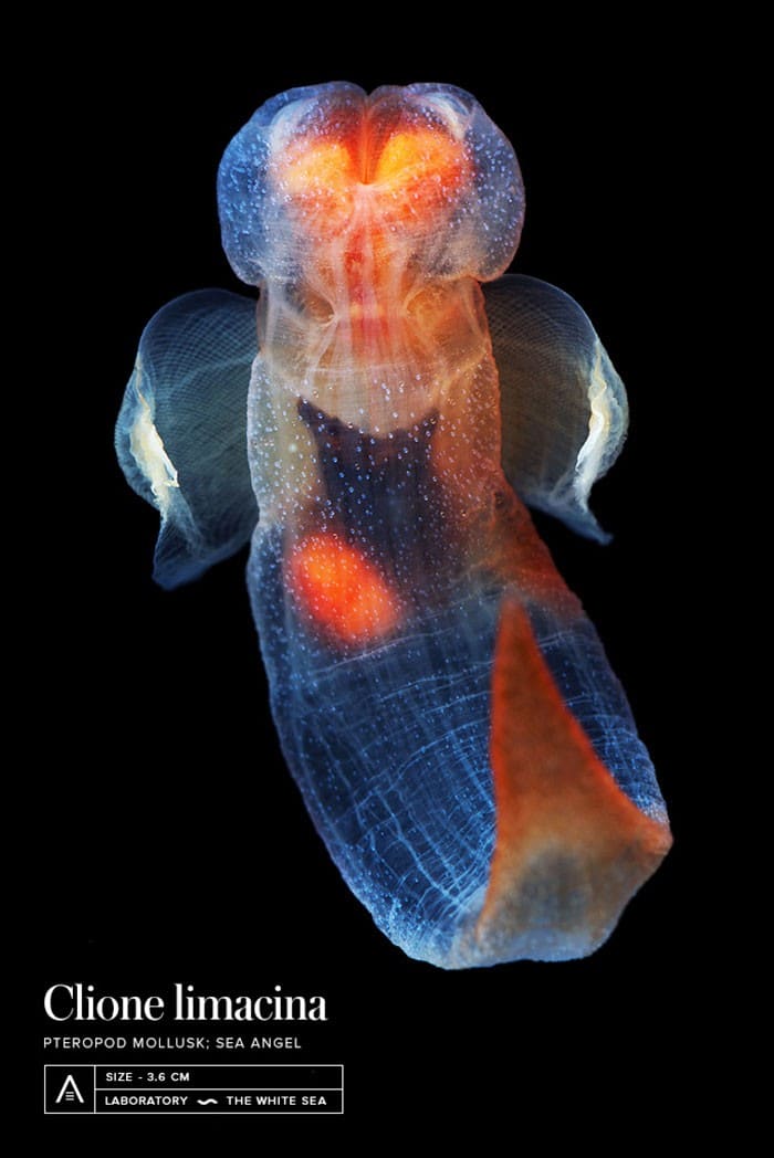 A beleza alienígena das criaturas subaquáticas em fotos de Alexander Semenov (40 fotos) 21