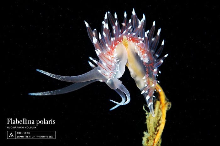 A beleza alienígena das criaturas subaquáticas em fotos de Alexander Semenov (40 fotos) 23