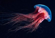 A beleza alienígena das criaturas subaquáticas em fotos de Alexander Semenov (40 fotos) 28