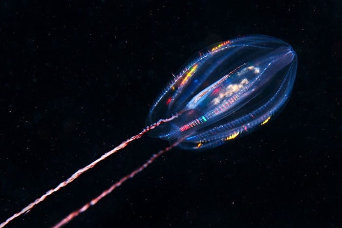 A beleza alienígena das criaturas subaquáticas em fotos de Alexander Semenov (40 fotos) 34