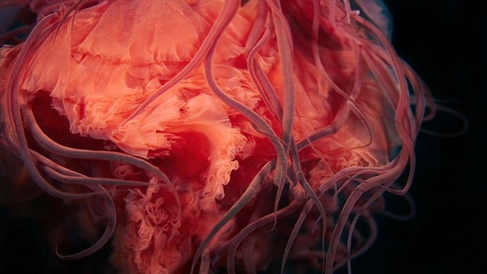 A beleza alienígena das criaturas subaquáticas em fotos de Alexander Semenov (40 fotos) 36