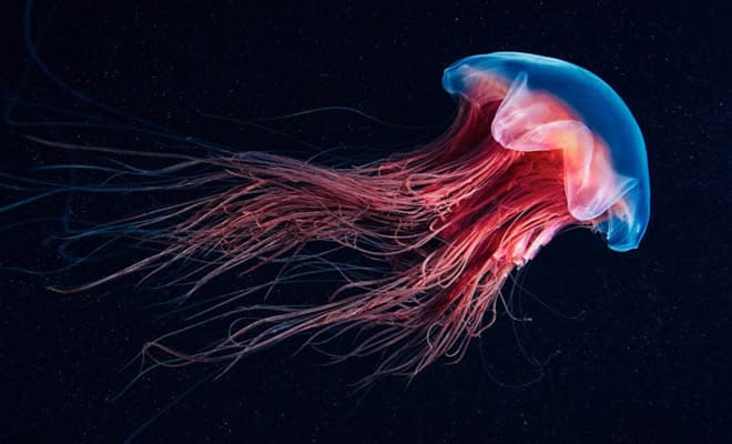 A beleza alienígena das criaturas subaquáticas em fotos de Alexander Semenov (40 fotos) 41