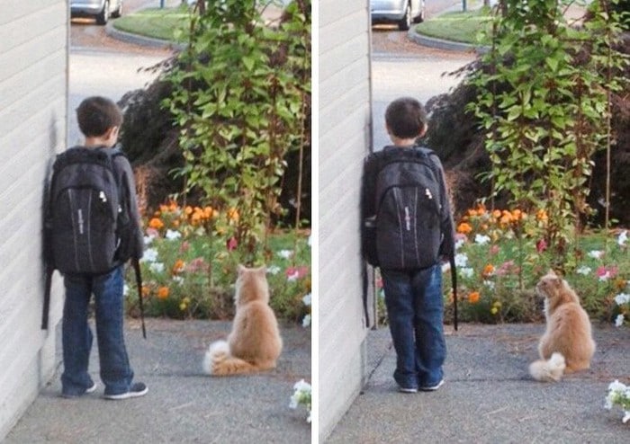 18 animais de estimação que sempre apoia seus donos 2