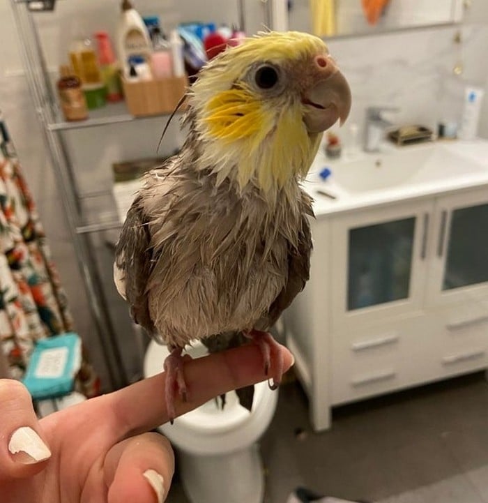 18 animais de estimação que sempre apoia seus donos 4