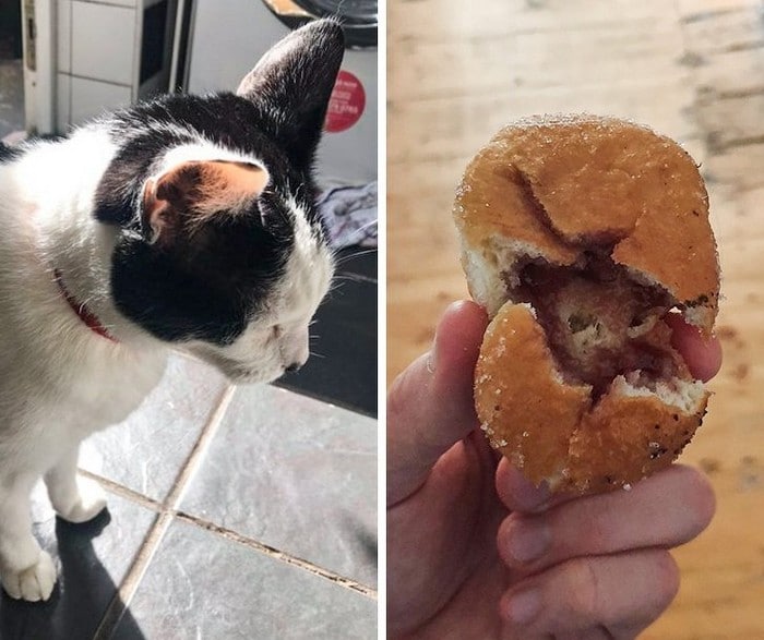 18 animais de estimação que sempre apoia seus donos 6