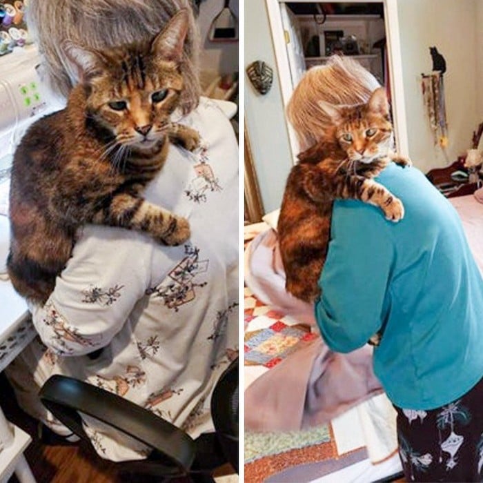 18 animais de estimação que sempre apoia seus donos 7