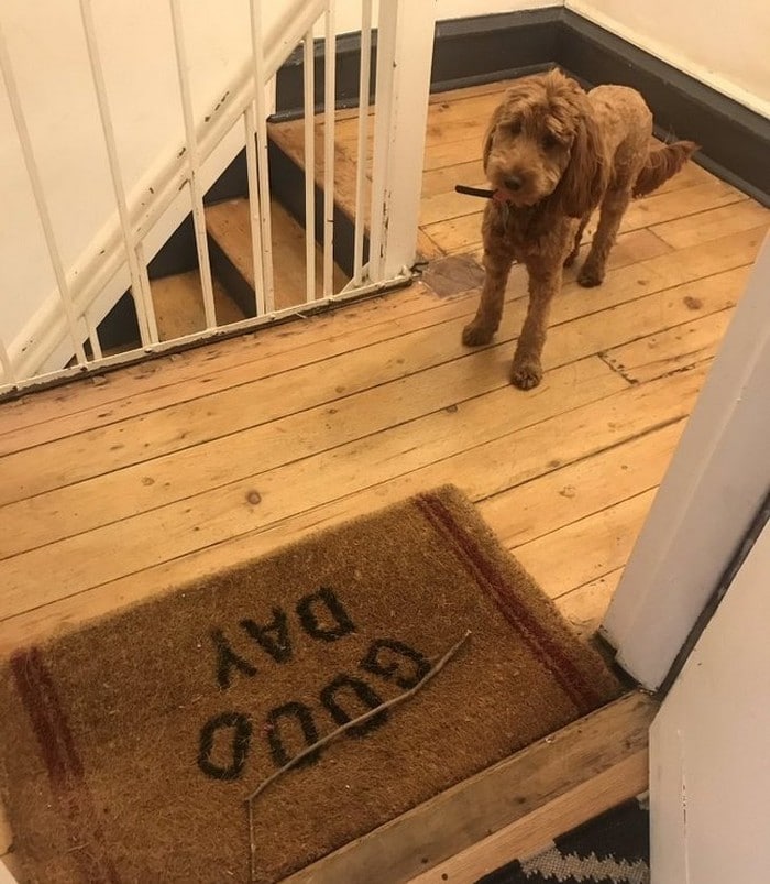 18 animais de estimação que sempre apoia seus donos 8