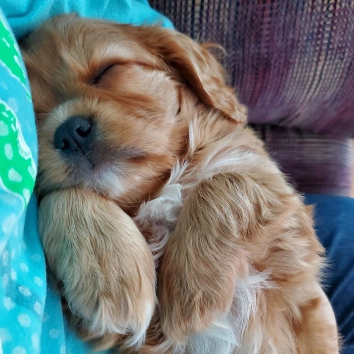 18 animais de estimação que sempre apoia seus donos 9