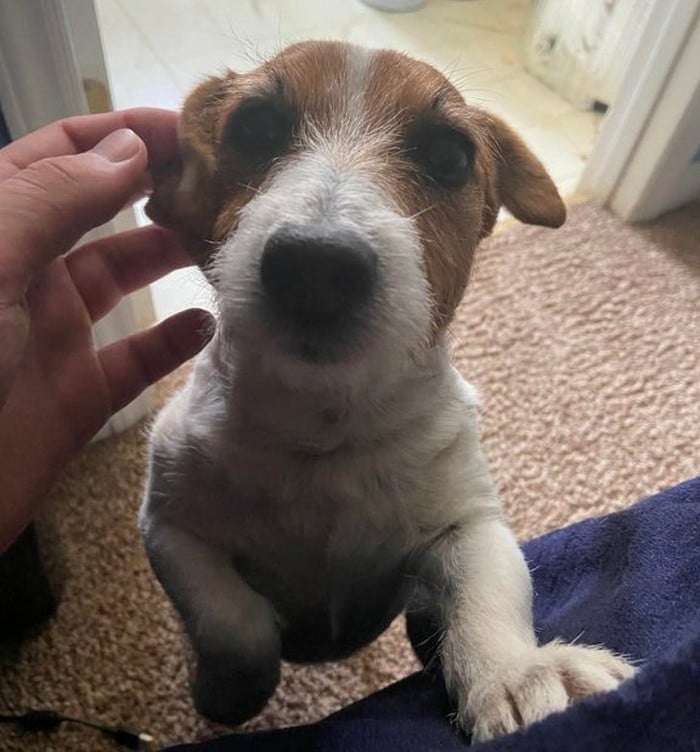 18 animais de estimação que sempre apoia seus donos 10