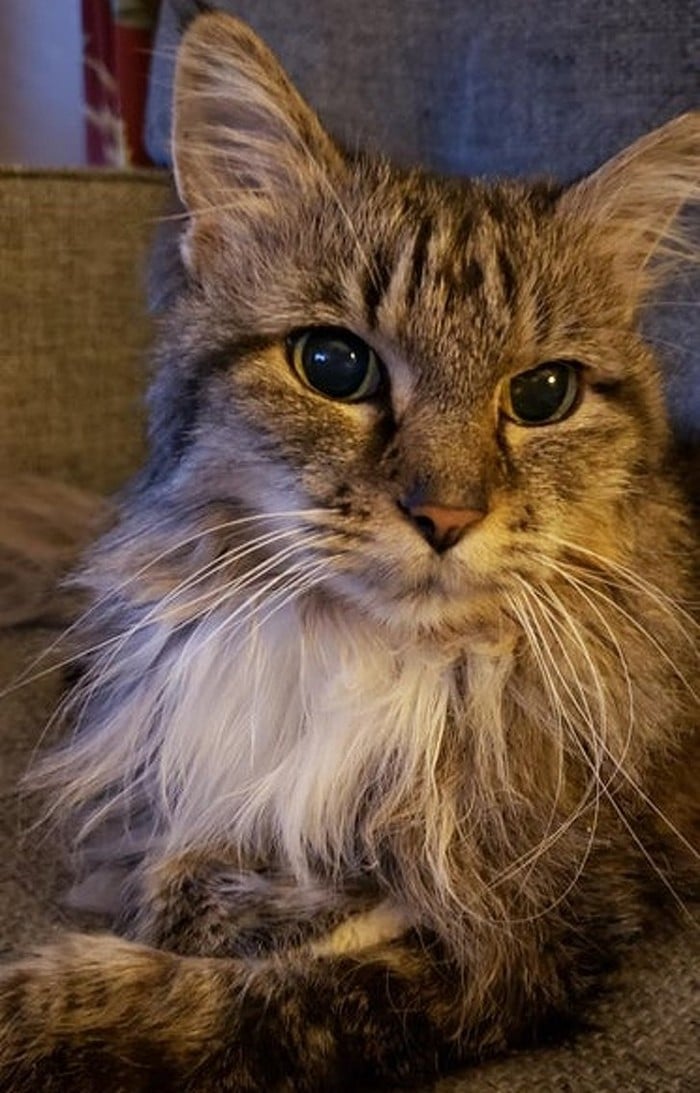 18 animais de estimação que sempre apoia seus donos 12