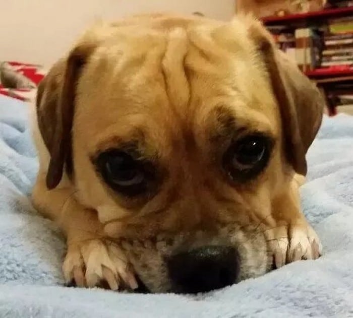 18 animais de estimação que sempre apoia seus donos 13