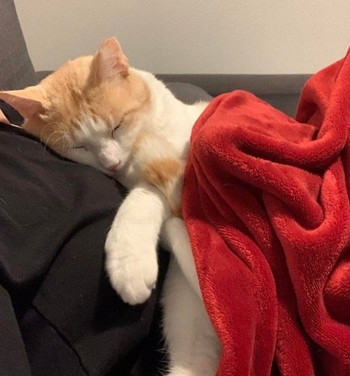 18 animais de estimação que sempre apoia seus donos 14