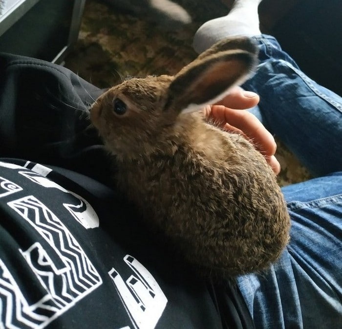 18 animais de estimação que sempre apoia seus donos 15