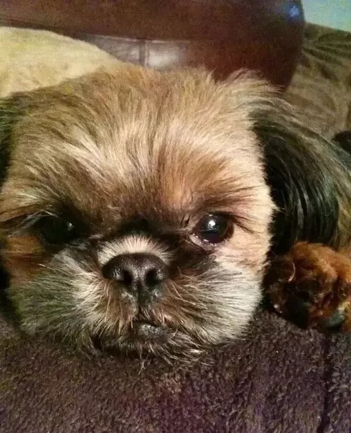 18 animais de estimação que sempre apoia seus donos 18