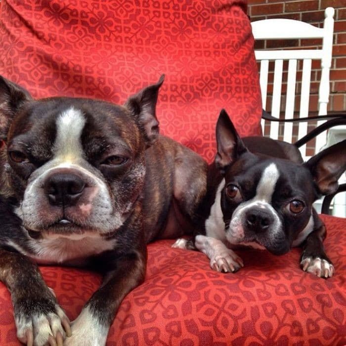 35 cães que tiveram suas vidas arruinadas depois que ganharam um Irmão mais novo 1