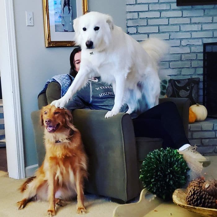 35 cães que tiveram suas vidas arruinadas depois que ganharam um Irmão mais novo 2