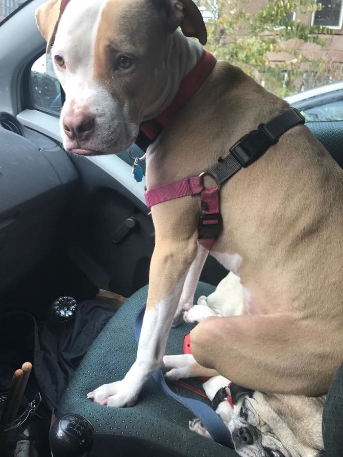 35 cães que tiveram suas vidas arruinadas depois que ganharam um Irmão mais novo 5