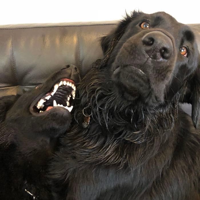 35 cães que tiveram suas vidas arruinadas depois que ganharam um Irmão mais novo 6