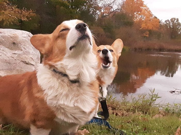 35 cães que tiveram suas vidas arruinadas depois que ganharam um Irmão mais novo 14