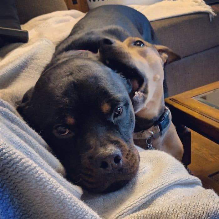 35 cães que tiveram suas vidas arruinadas depois que ganharam um Irmão mais novo 17