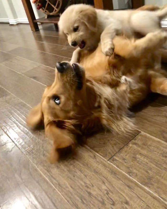 35 cães que tiveram suas vidas arruinadas depois que ganharam um Irmão mais novo 21