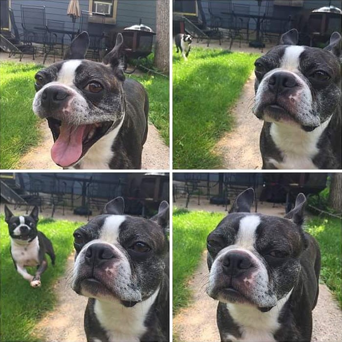 35 cães que tiveram suas vidas arruinadas depois que ganharam um Irmão mais novo 23