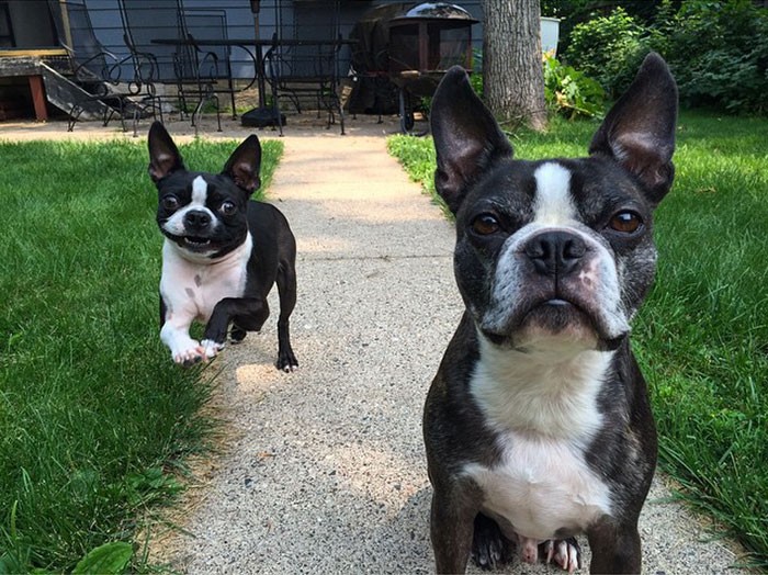 35 cães que tiveram suas vidas arruinadas depois que ganharam um Irmão mais novo 24