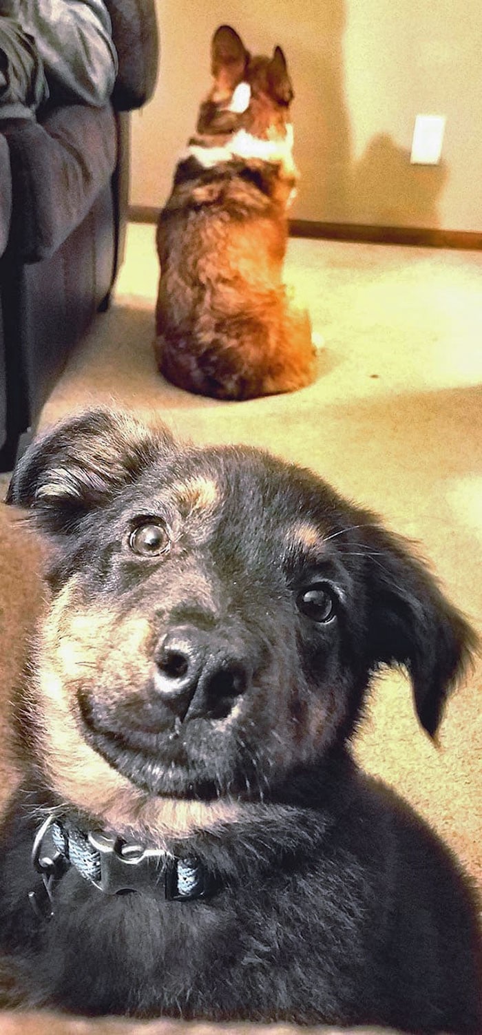 35 cães que tiveram suas vidas arruinadas depois que ganharam um Irmão mais novo 27