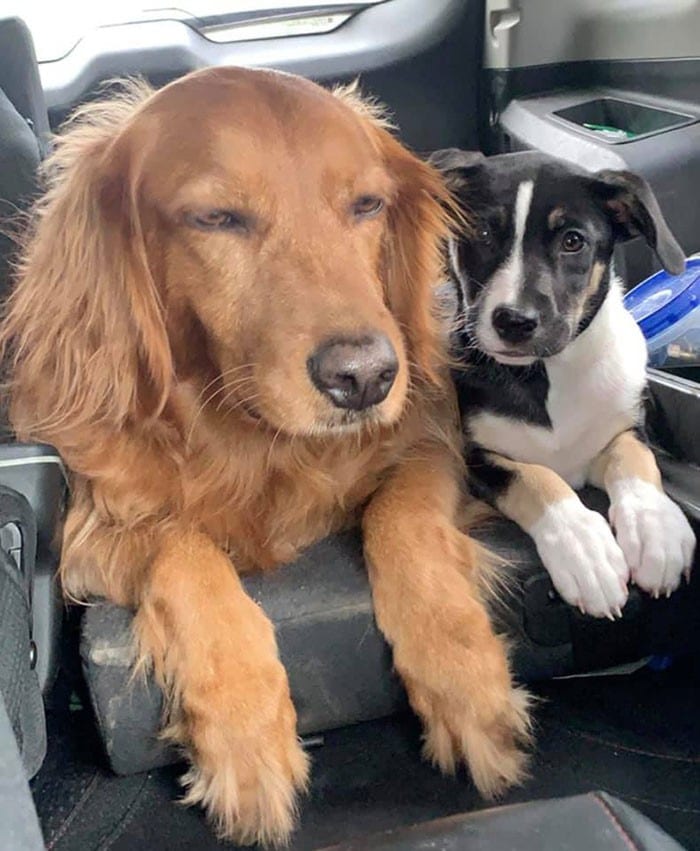 35 cães que tiveram suas vidas arruinadas depois que ganharam um Irmão mais novo 29