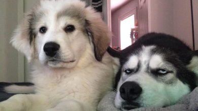 35 cães que tiveram suas vidas arruinadas depois que ganharam um Irmão mais novo 8
