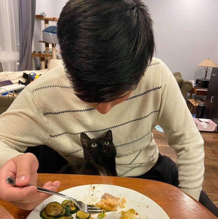 32 fotos abençoadas de animais de estimação olhando para seus donos 8